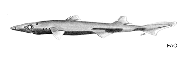 Etmopterus sheikoi
