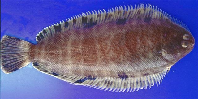 Microchirus variegatus