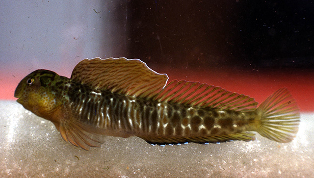 Microlipophrys velifer