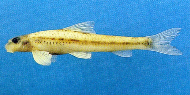 Microphysogobio yaluensis