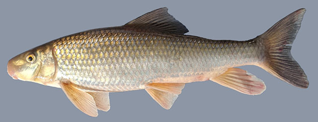 Moxostoma antelunare