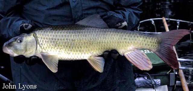Moxostoma carinatum