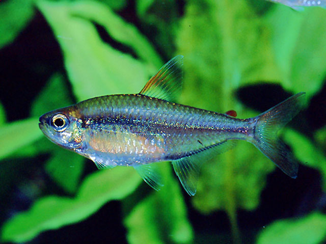 Hemigrammus collettii