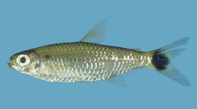 Moenkhausia cotinho