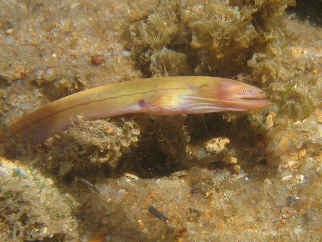 Moringua edwardsi