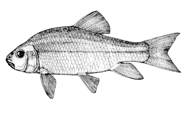 Moxostoma hubbsi