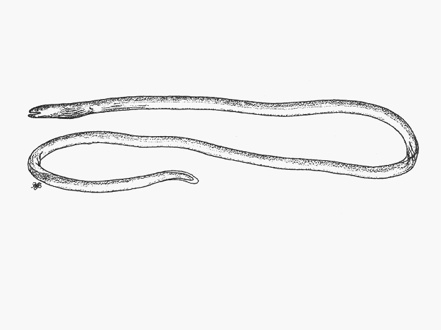 Moringua javanica