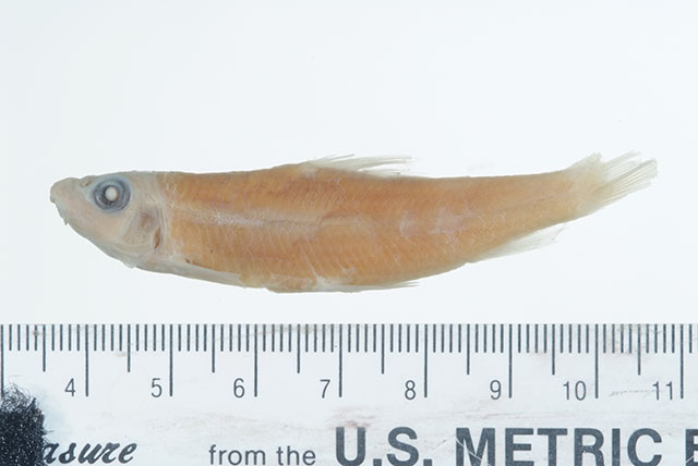 Moxostoma lacerum