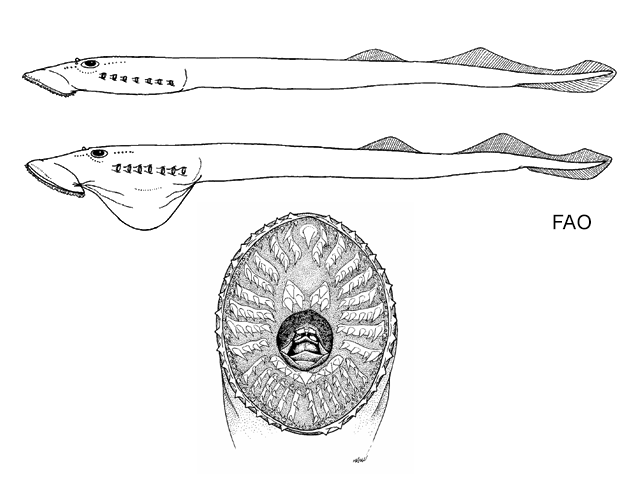 Mordacia lapicida