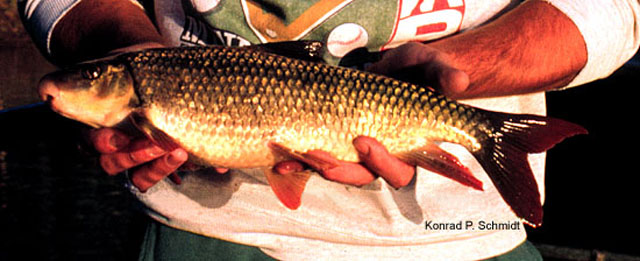 Moxostoma macrolepidotum
