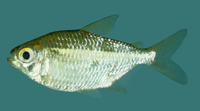 Momeg_u0.jpg
