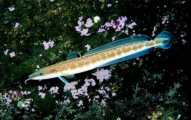 Molva molva
