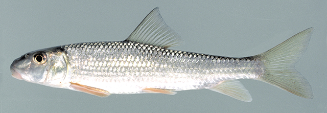 Moxostoma pappillosum