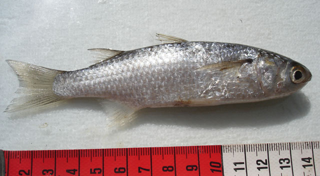 Osteomugil perusii