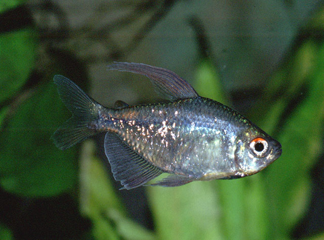 Makunaima pittieri