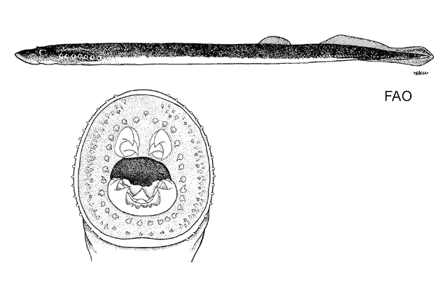 Mordacia praecox