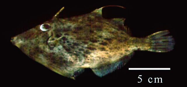 Stephanolepis setifer
