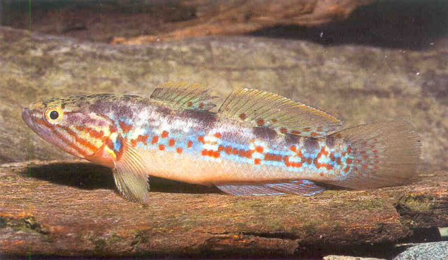 Mogurnda wapoga