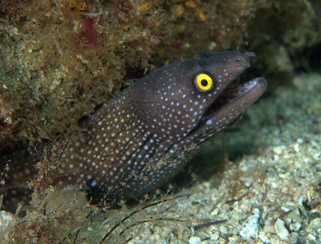 Muraena argus