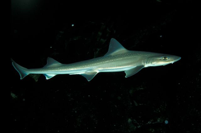 Mustelus asterias