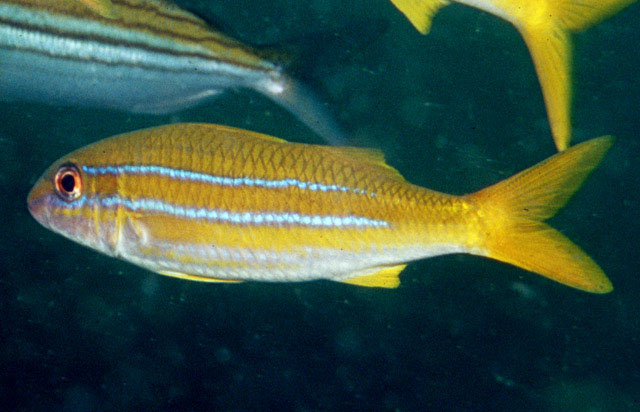 Mulloidichthys ayliffe