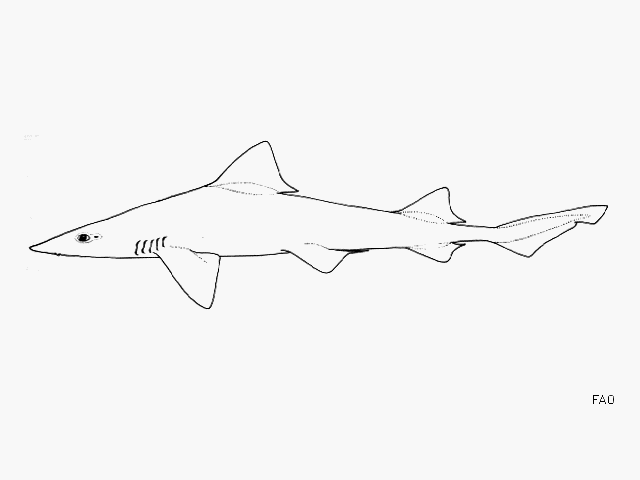 Mustelus dorsalis