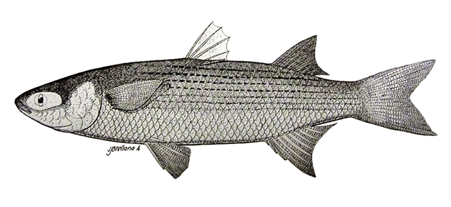 Mugil galapagensis