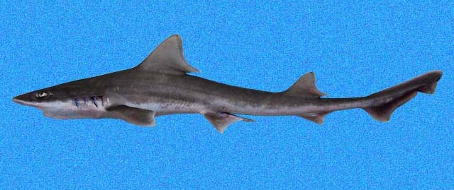 Mustelus henlei