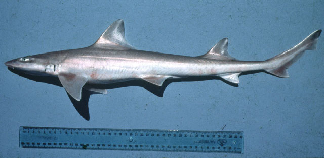 Mustelus ravidus
