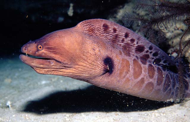 Muraena robusta