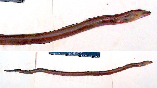Muraenichthys schultzei
