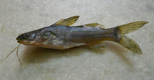Mystus armatus