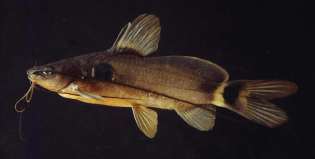 Mystus bimaculatus