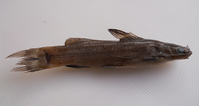 Mystus canarensis