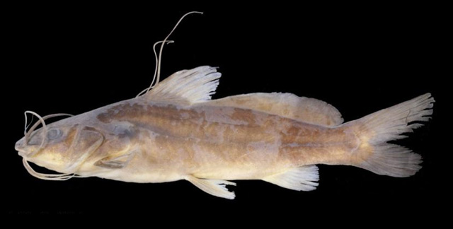 Mystus cineraceus