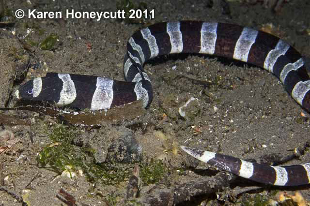 Myrichthys colubrinus