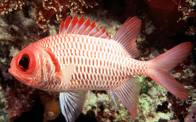 Myripristis hexagona