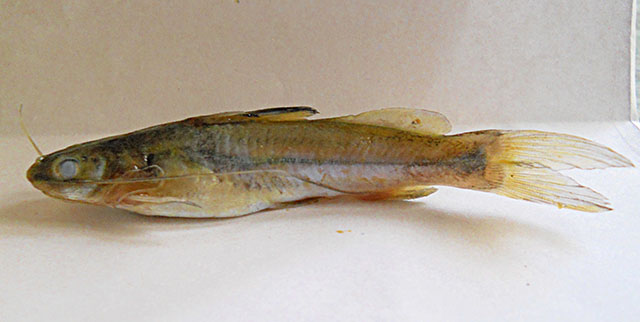 Mystus indicus