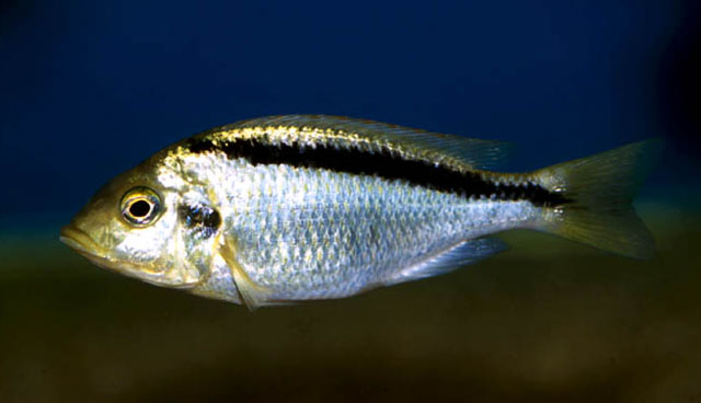 Mymel_u0.jpg