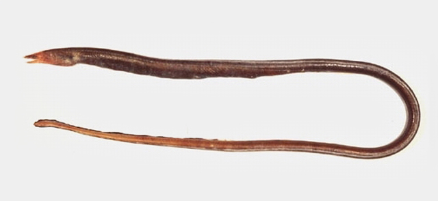 Myrophis microchir