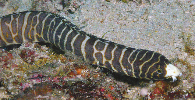 Myrichthys paleracio