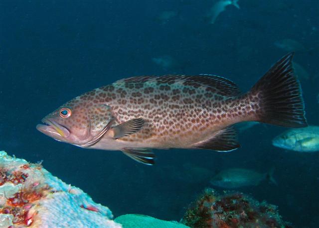 Mycteroperca phenax