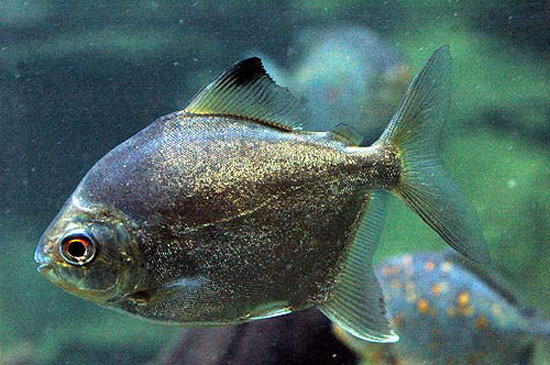 Prosomyleus rhomboidalis