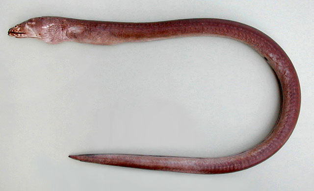 Mystriophis rostellatus