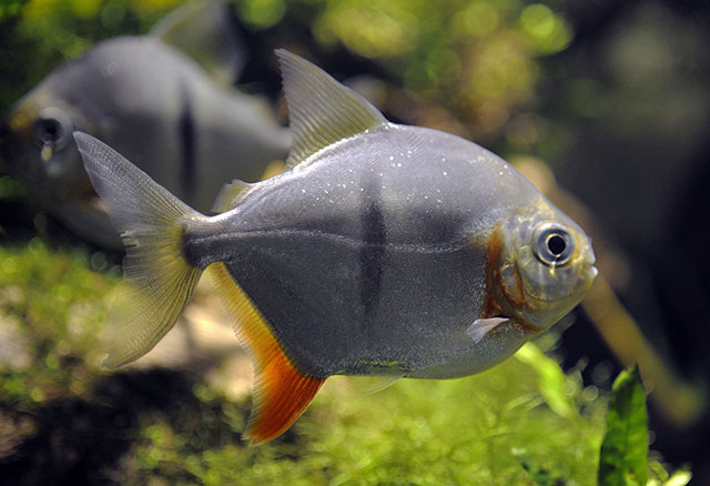 Myloplus schomburgkii