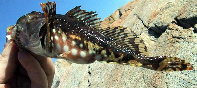 Myoxocephalus scorpius
