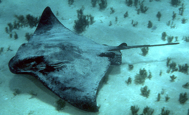 Myliobatis tenuicaudata