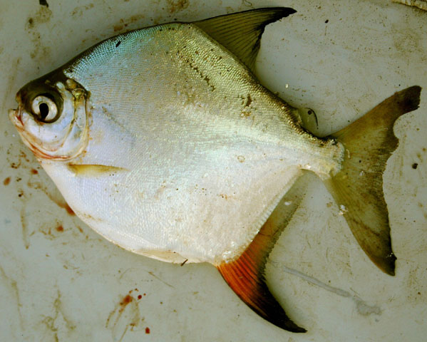 Myloplus torquatus