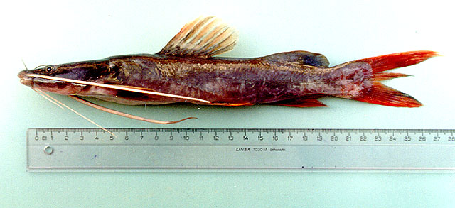 Hemibagrus wyckioides
