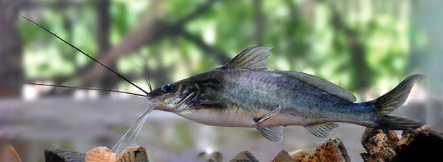 Mystus zeylanicus